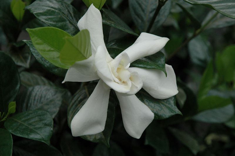 August Beauty Gardenia Gardenia Jasminoides August Beauty At