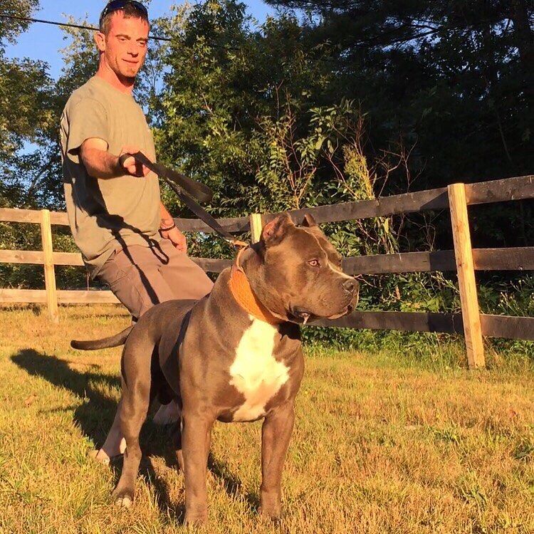 🔥Big Bad Jack Daniels🔥#osk #oceanstatekennels #oceanstateworkingdogs #canineathletes #seriousdogsfor...