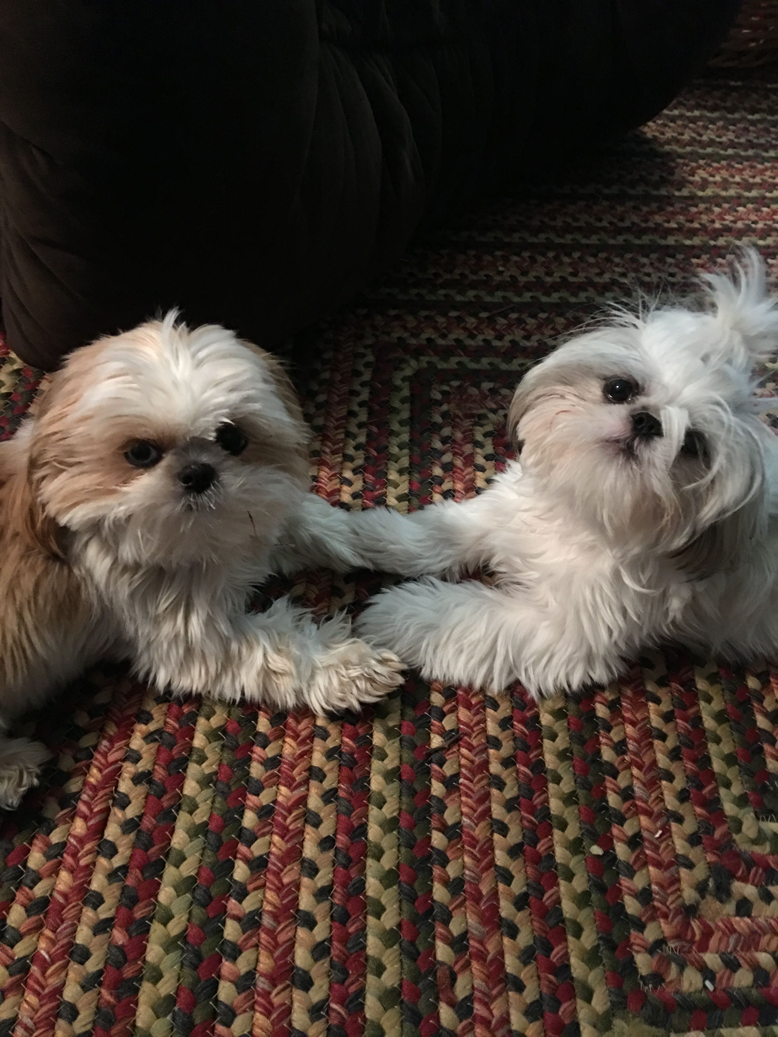 Words Can T Describe How Adorable These Little Creatures Are