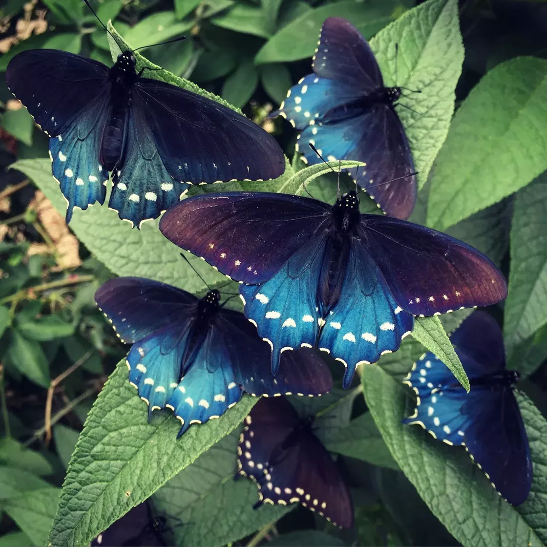 Awesome Beautiful Butterflies Pictures Purple Awesome Beautiful Butterflies Pictures Purple