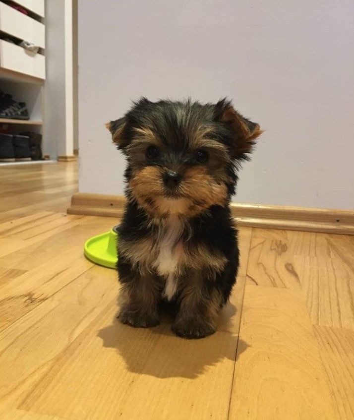 32 Best Toys for Yorkshire Terriers Super Cute Puppies, Cute Baby Dogs, Cute Dogs And Puppies, Cute Baby Animals, Corgi Puppies, Teacup Yorkie Puppy, Yorkie Poo, Family Dogs Breeds, Dog Breeds