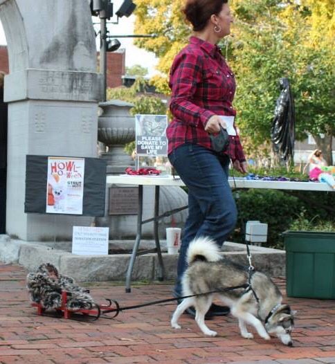 Husky Sled Dog Costume With Images Dog Halloween Costumes Dog