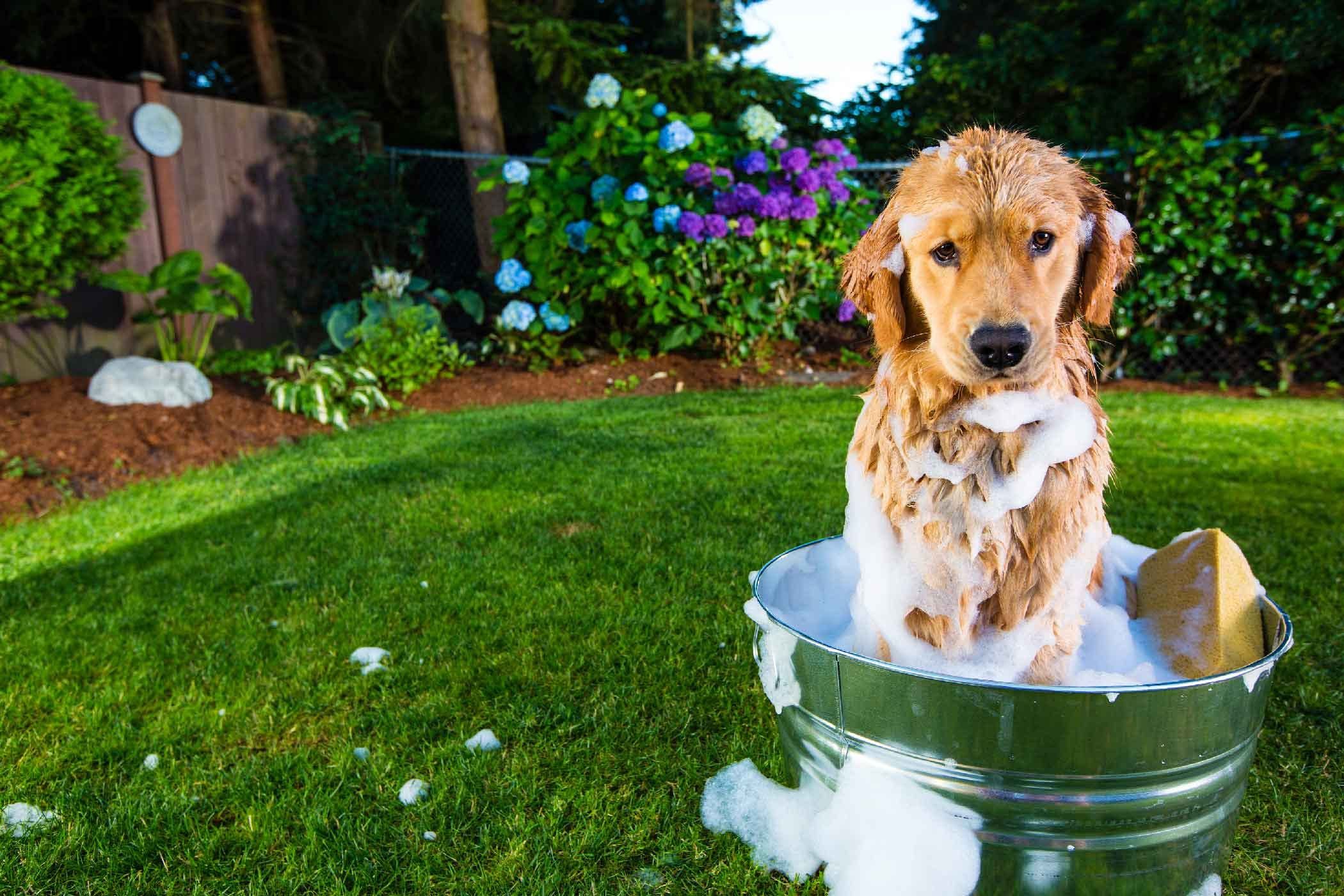 How To Train Your Dog To Love Bath Time Dog Shaking Dogs