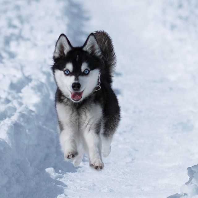 Siberian Husky Facts Siberian Husky Facts Dogs Husky Puppy