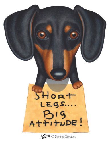 Dachshund Clube Danny Gordon Dachshund Mom Dachshund Dog