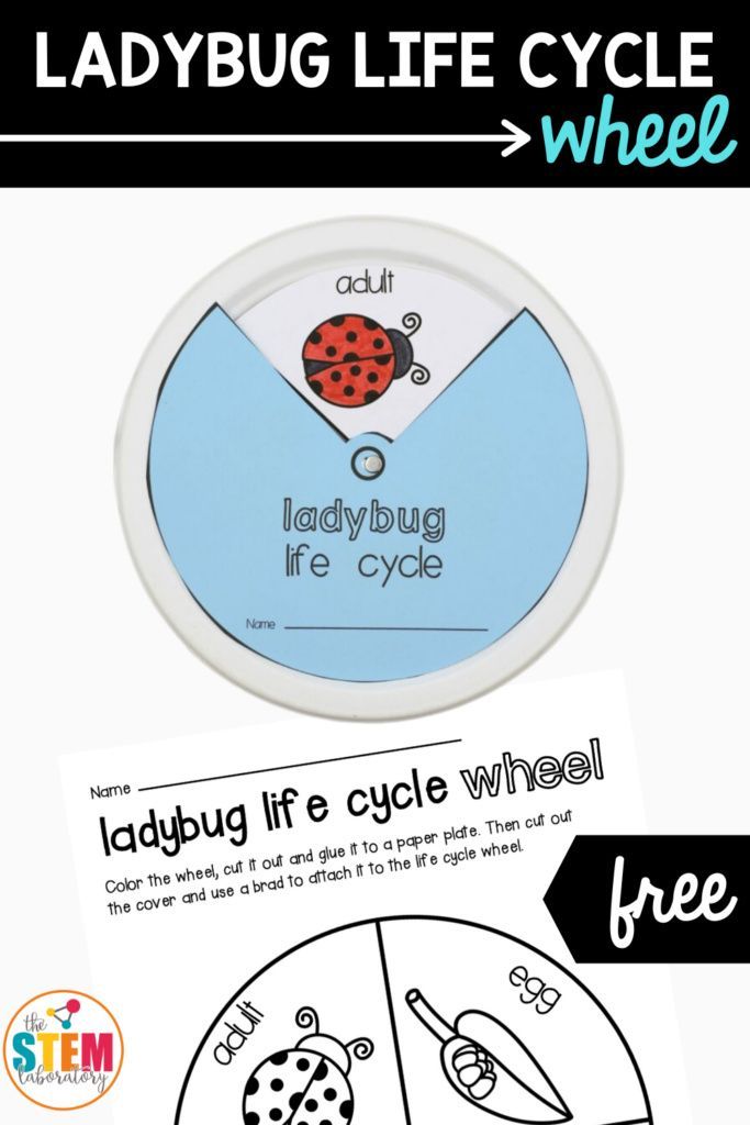 This fun ladybug life cycle craft wheel is the perfect activity to go along with a bug science unit. Combine art and science in one project that kids are sure to love! This FREE printable includes all four stages of a ladybug's lifecycle. Perfect for pre k through first grade! #ladybugscience #bugunit #artsandcrafts Ladybug Life Cycle Activities, Life Cycles Preschool, Life Cycle Craft, Bug Activities, Life Cycles Activities, Bugs Preschool, Kindergarten Science, Kindergarten Worksheets, Ladybug Theme