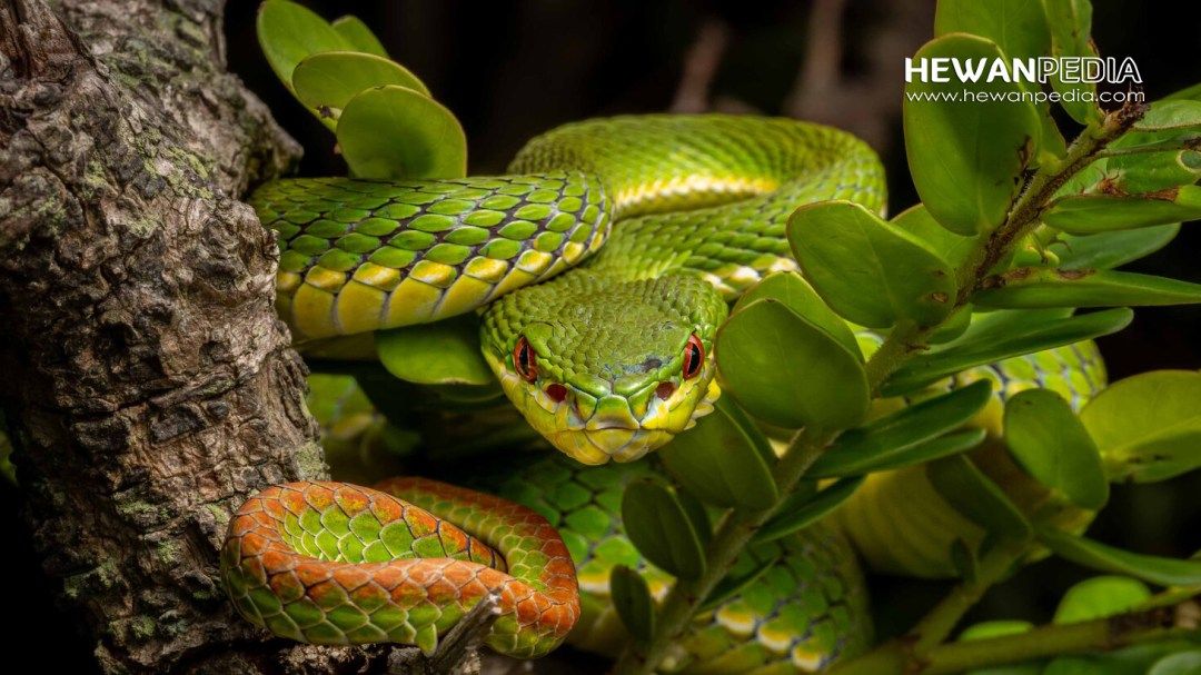 File:Trimeresurus stejnegeri (34842470391).jpg - Wikimedia Commons