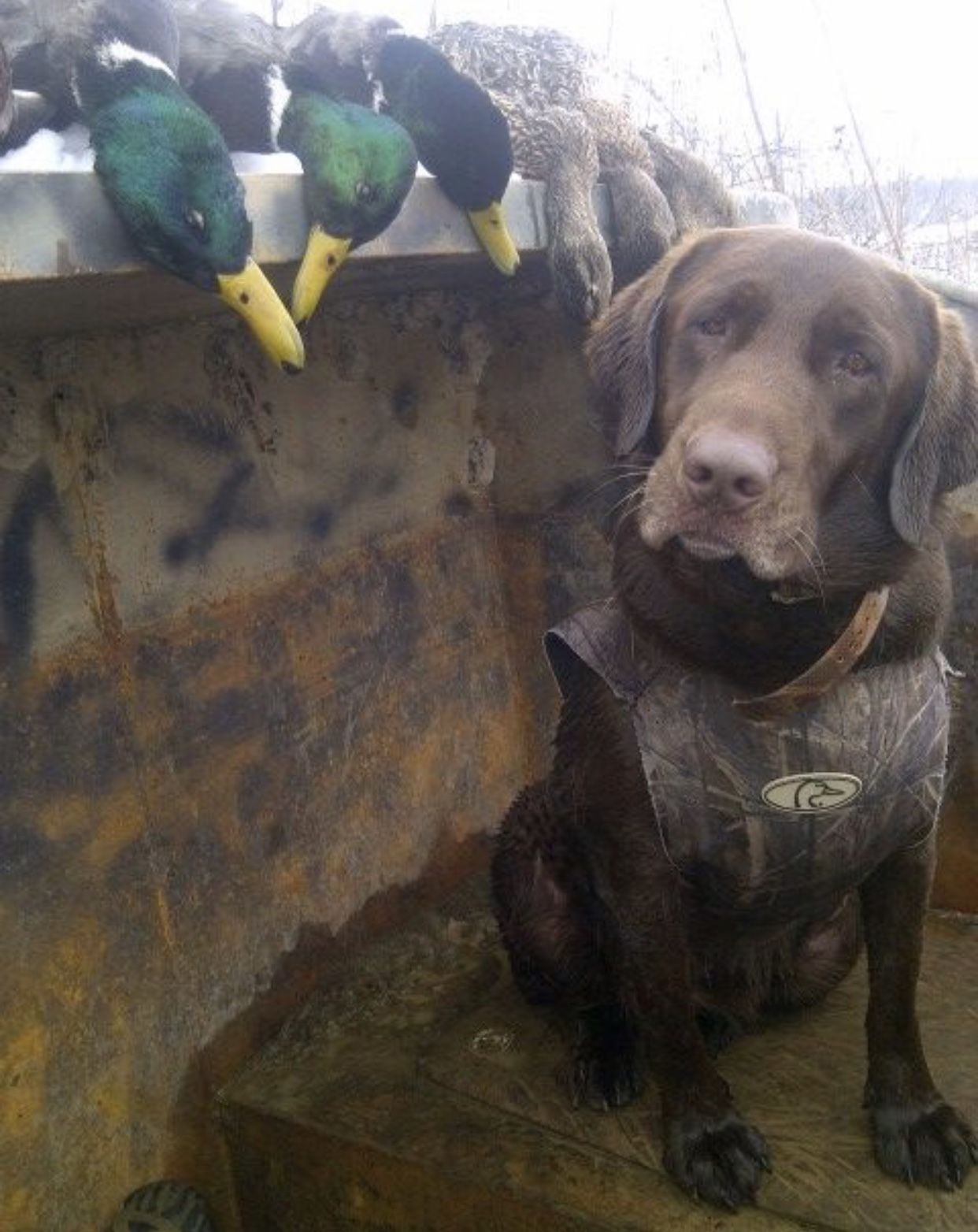 Pin By Amanda On Bird Dog Hunting Hunting Dogs Waterfowl