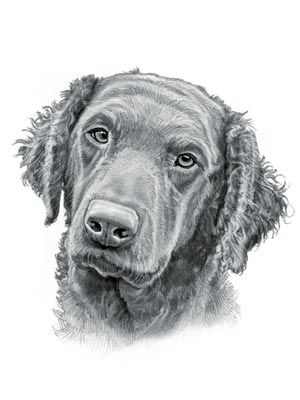 Curly Coated Retriever Dog With Images Curly Coated Retriever
