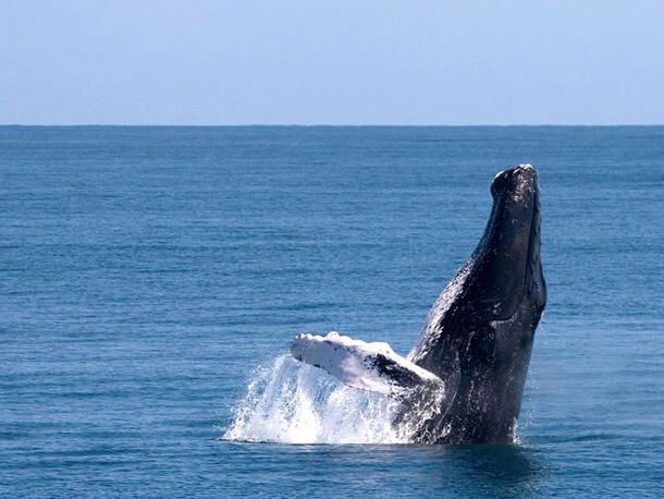 Samana Republica Dominicana Whale Samana Whale Watching