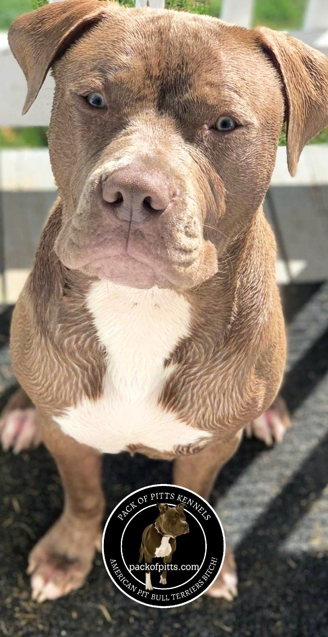Pin On Pit Bull Puppies So Cute