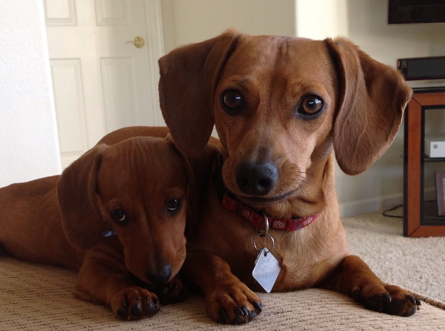 Mimi And Baby Lola 10 Weeks Old Dachshund Pets Dachshund