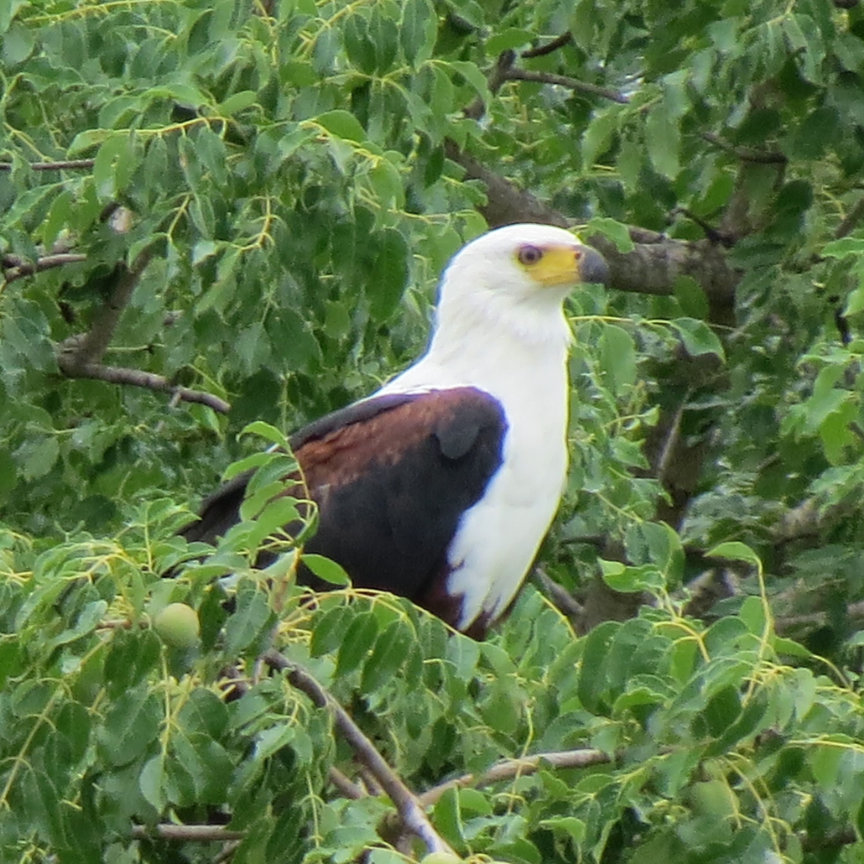Birds of Kruger National Park, South Africa 17 | Kruger national park