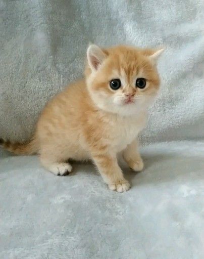 Free Kitten Adoption Near Me : Kittens For Adoption Near Me Free
