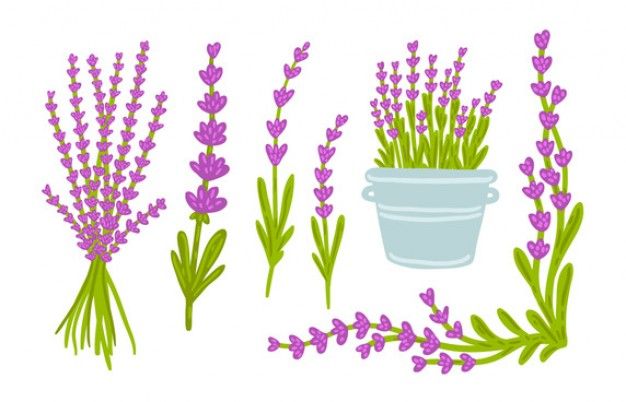 Lavender Flowers, Graphic Resources, Vector Art, Pattern Design, Royalty Free, How To Draw Hands, Clip Art, Tapestry, Ideas
