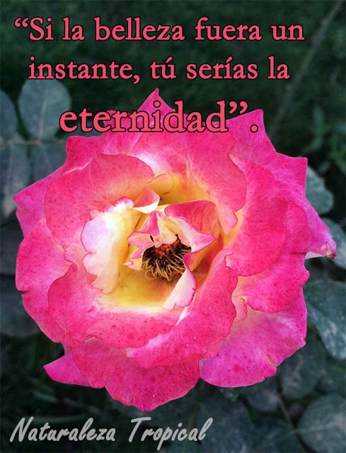 Frases Y Piropos De Amor Para Enamorar Piropos De Amor Piropos Enamorada