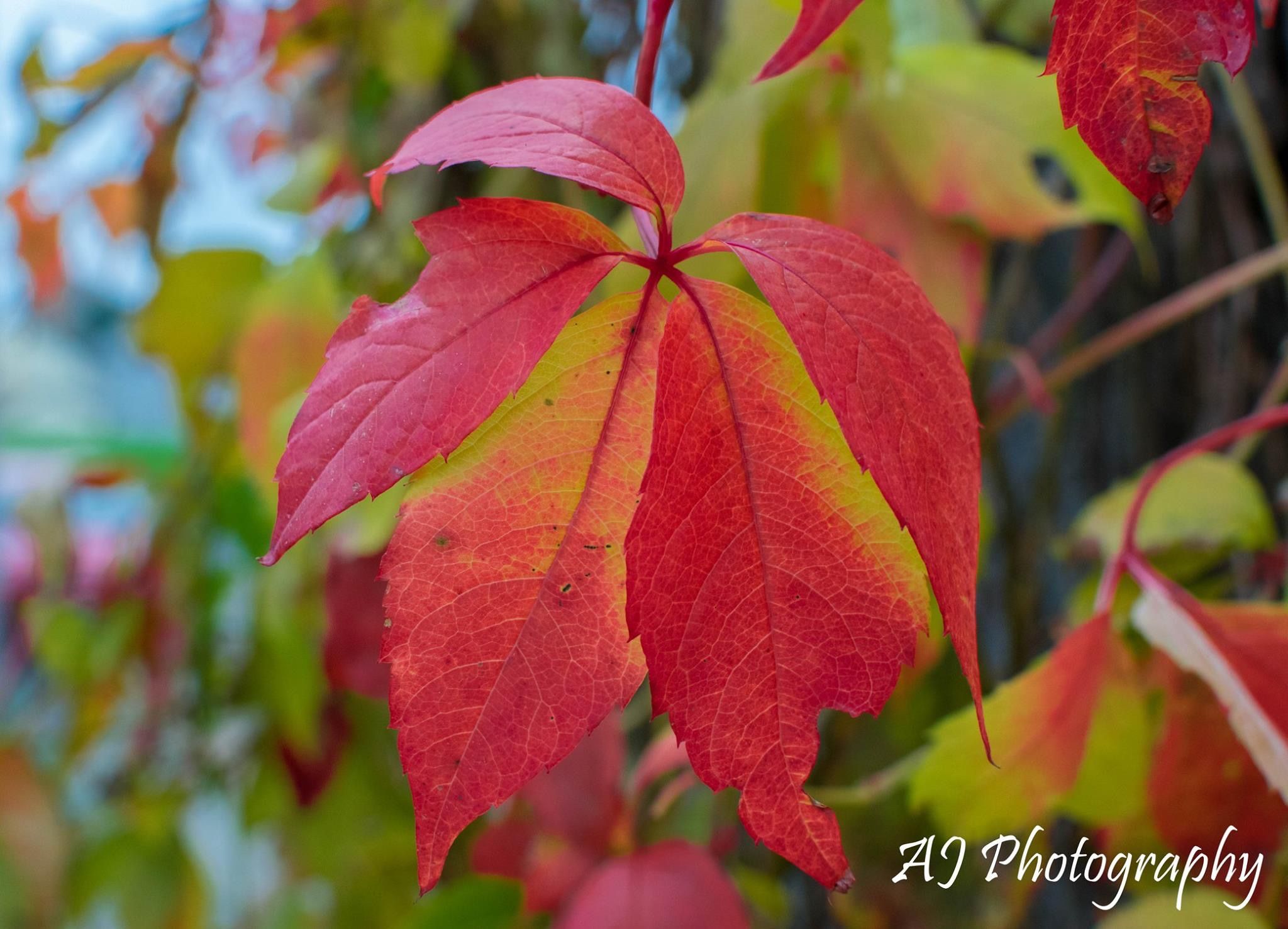 autumn colours taken using nikon d3300 on macro setting using a