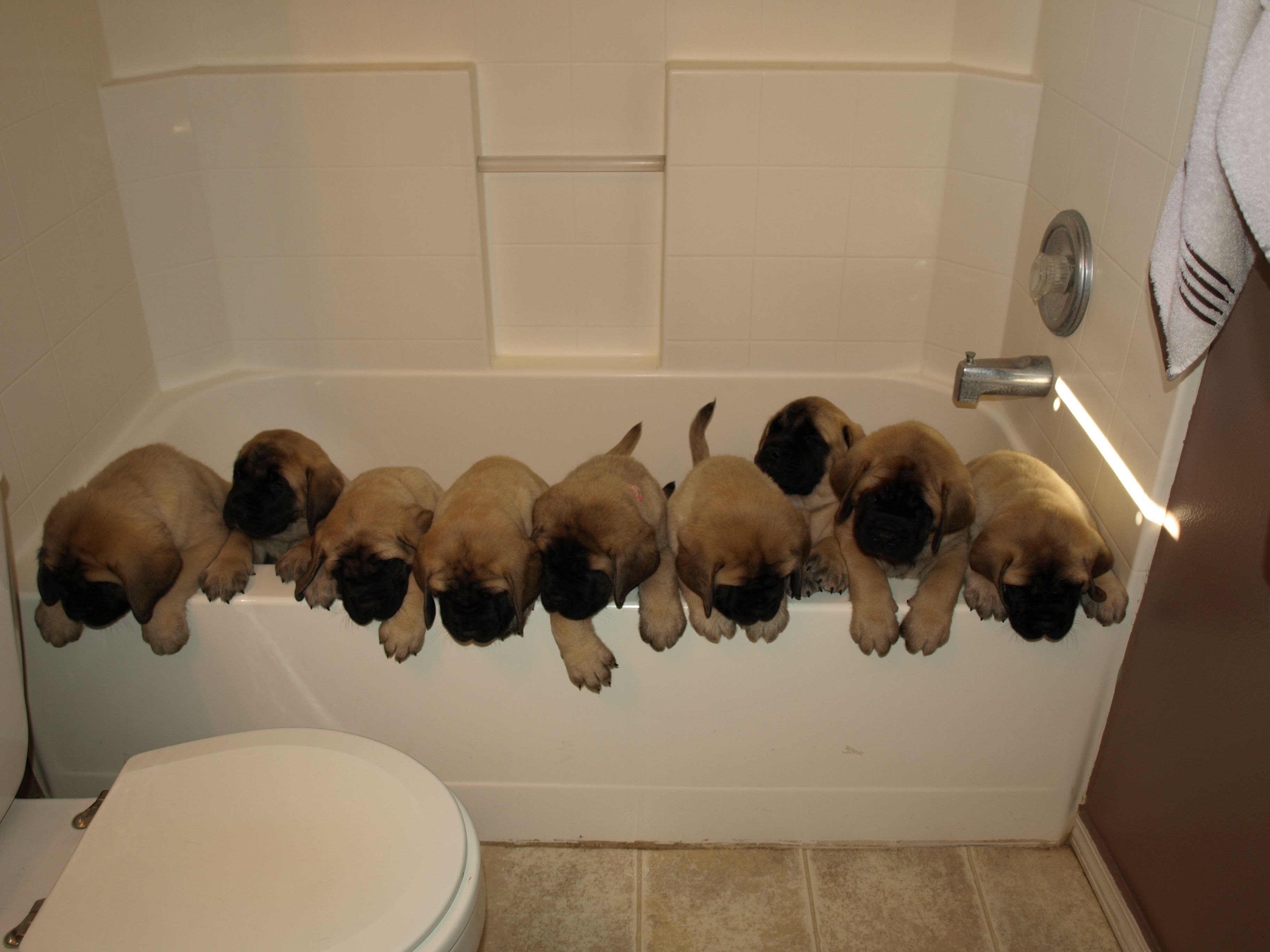 All 9 Puppies At 7 Weeks Old Bath Time Mastiff Puppies