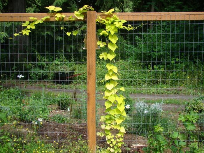 ▷ 80 Pflegeleichter Garten Ideen zum Entlehnen und Inspirieren - pflegeleichter garten modern ▷ 80 Pflegeleichter Garten Ideen zum Entlehnen und Inspirieren - pflegeleichter garten modern
