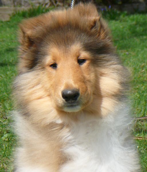 Harmonic Collies Rough Collies Rough Collie Breeder Canada