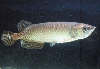 イメージ 1 Fish, Pets, Animals, Animales, Animaux, Pisces, Animal, Animais, Animals And Pets