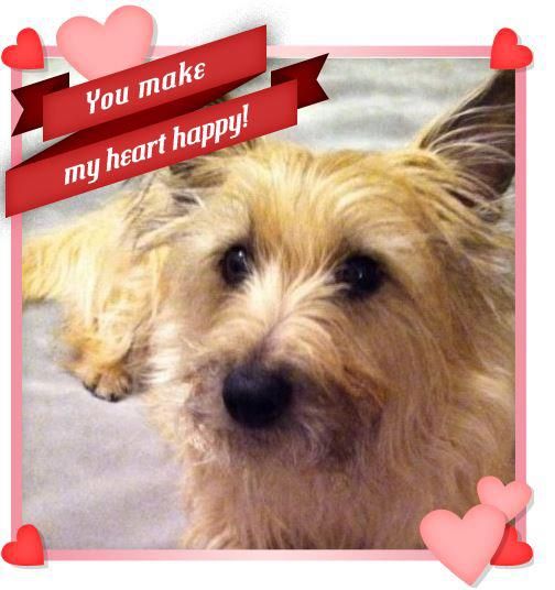 Wally Cairn Terrier Valentine Dog Cairn Terrier Dogs Cute Dogs