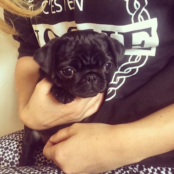 Zoe S Zoella And Alfie S Pointlessblog Pug Nala So Cute