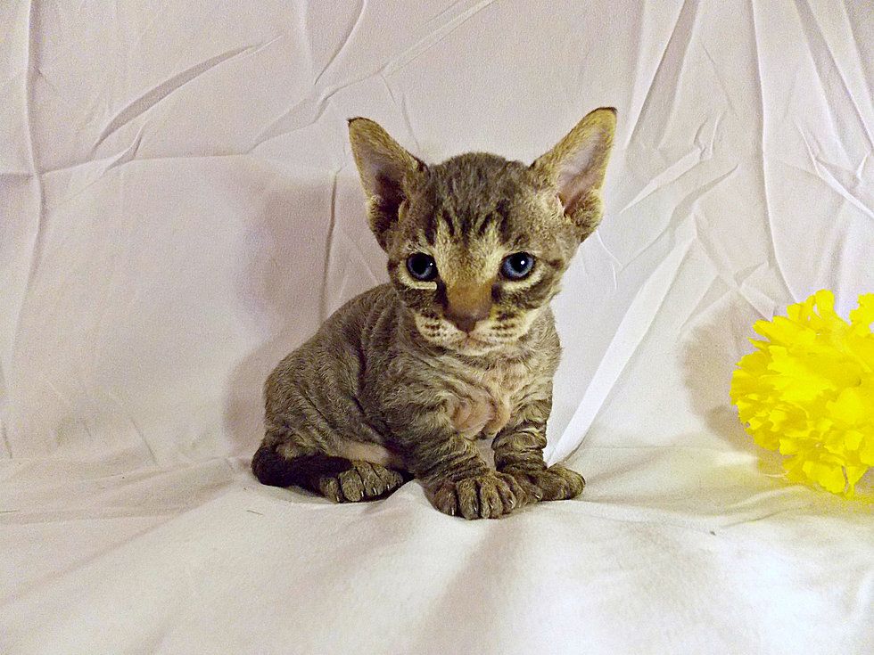 Serval Kittens For Sale Tennessee