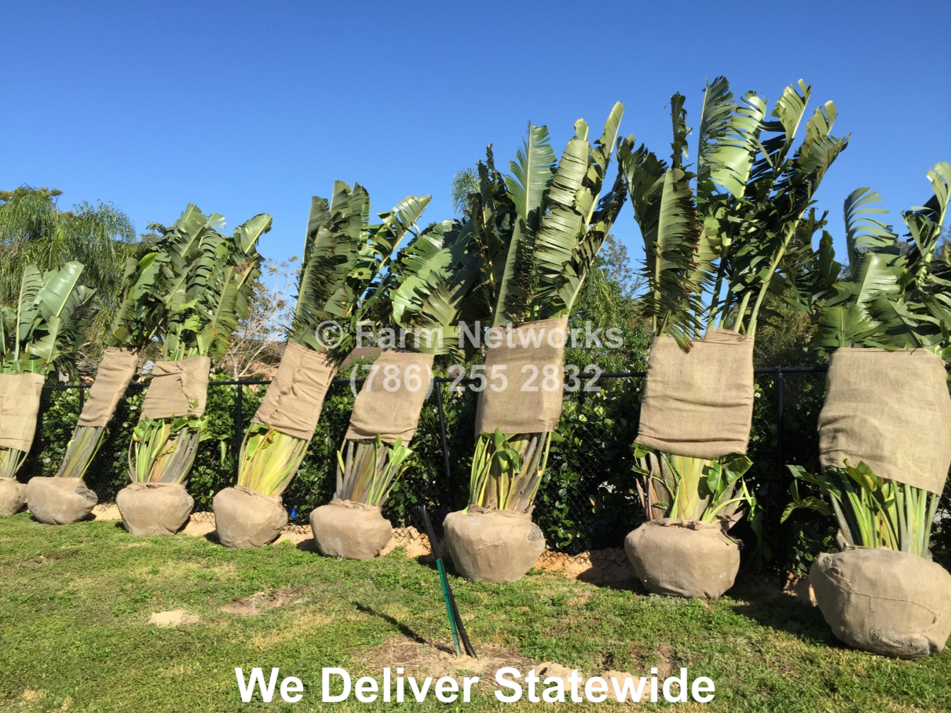 travellers palm for sale gold coast