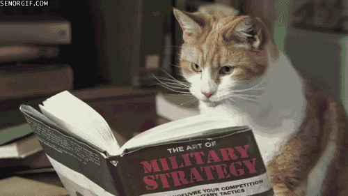 Un chat qui lis un livres