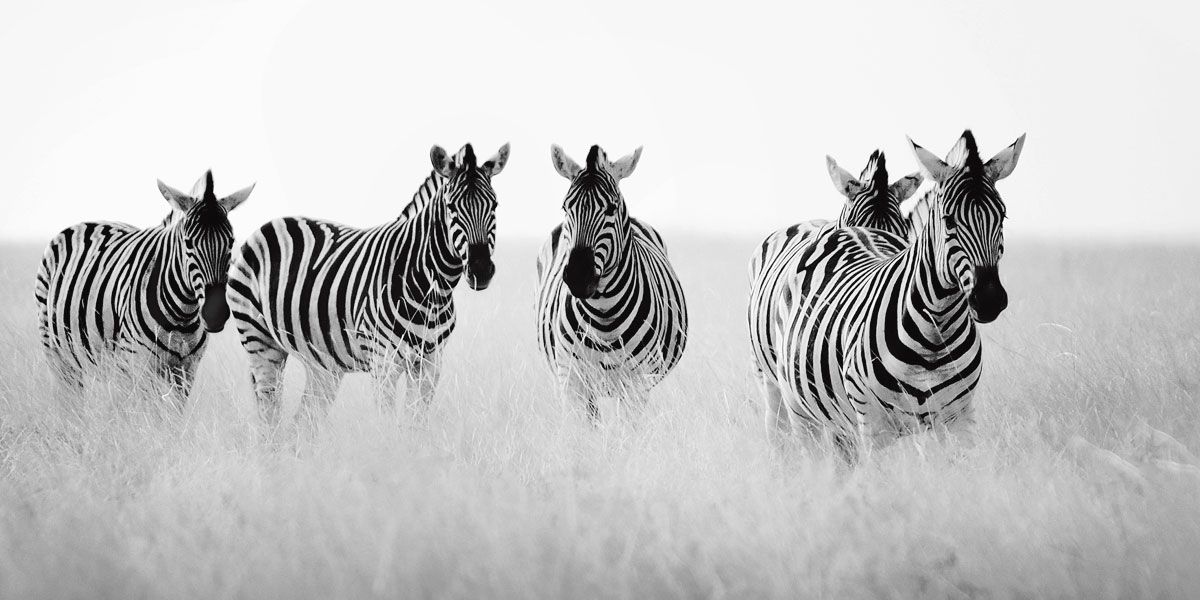 Meeting Place Christian Wall Art Zebra Art Posters Art Prints