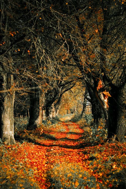 Autumn Rust Scenery Nature Nature Photography