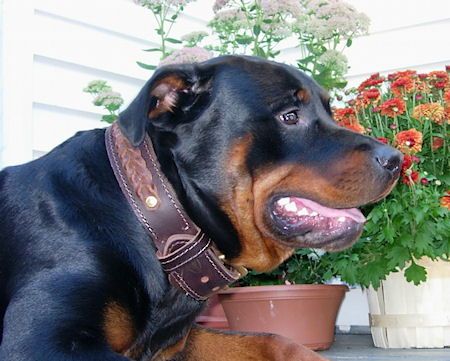 Extra Strong Rottweiler Leather Dog Collar 49 90 Www All