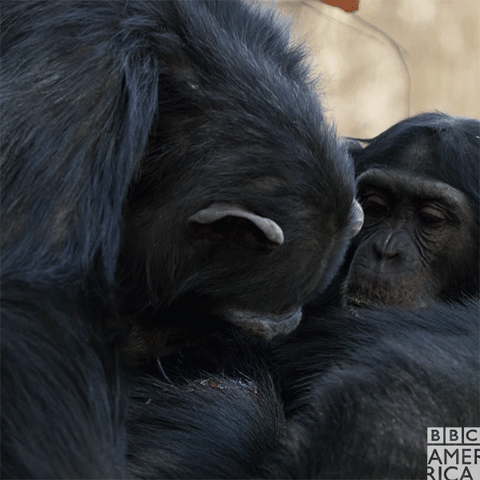It S Hard Out There For An Alpha Chimp And These Female Chimps Can T Stay With Their Injured Alpha Forever Dynas Bbc America Video Trailer Behind The Scenes