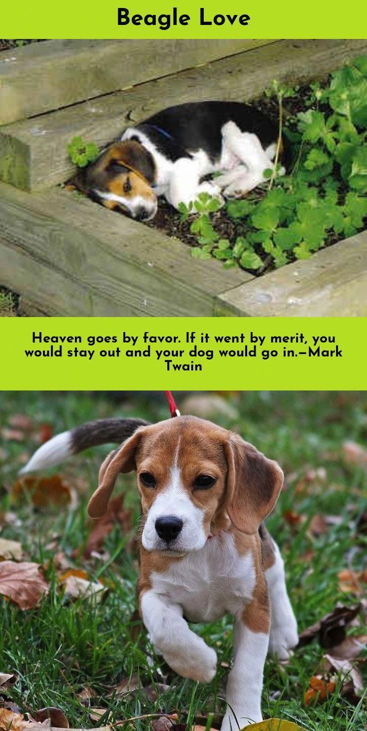 Beagle Beagle Beagle Puppy Beagle Beagle Dog