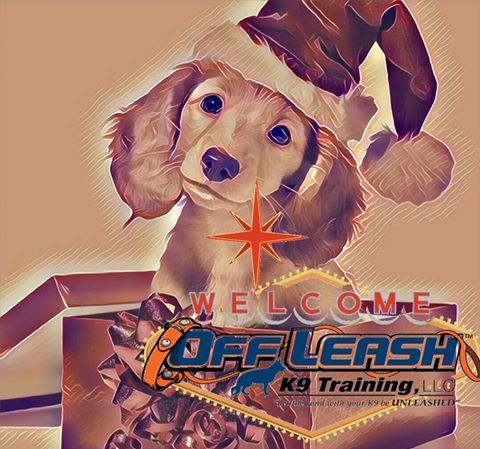 Las Vegas Dog Trainers Are Now Offering World Class Off Leash