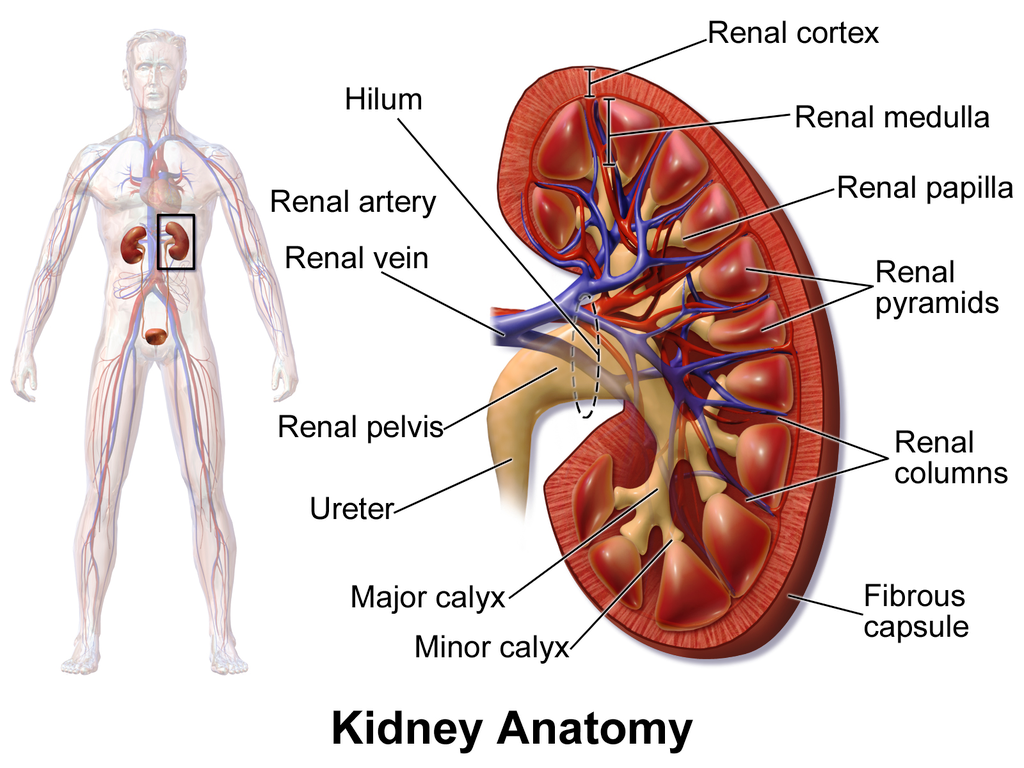 Sand in the kidney: treatment, causes, symptoms 71 Sand in the kidney: treatment, causes, symptoms 59