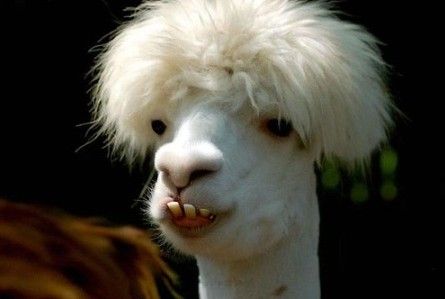 Funny Lama Picture Funny Lama Picture