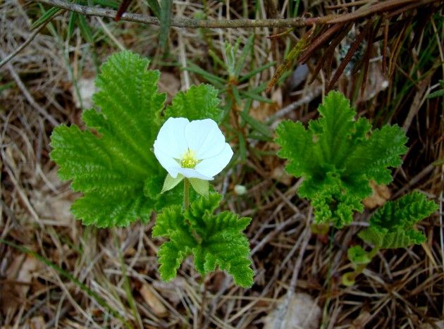 Oxycoccus Palustris Flores Silvestres Flores Oxycoccus Palustris Flores Silvestres Flores