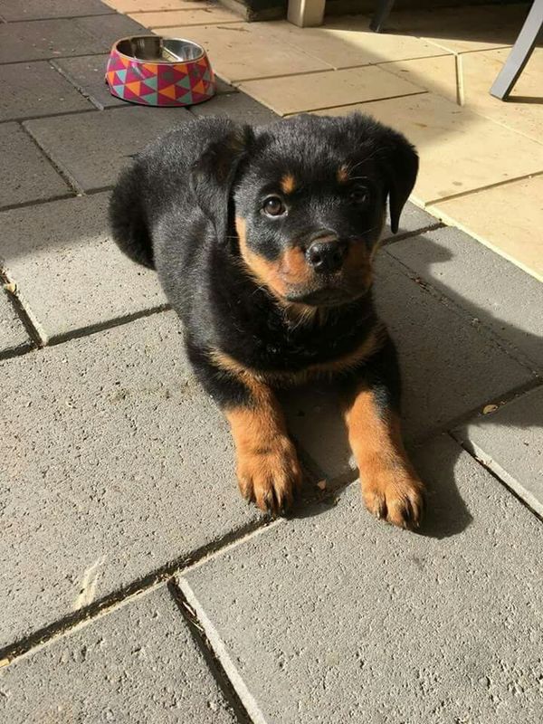 Pin By Dezy On Puppers And Doggos Rottweiler Puppies