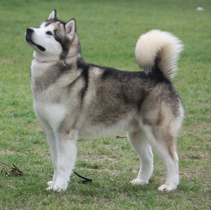Alusky Husky Malamute Info Training Puppies And Pictures