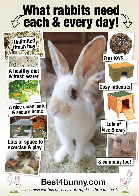 Large Rabbit Gabalfa Cardiff Large Rabbits Found Cat Rabbit