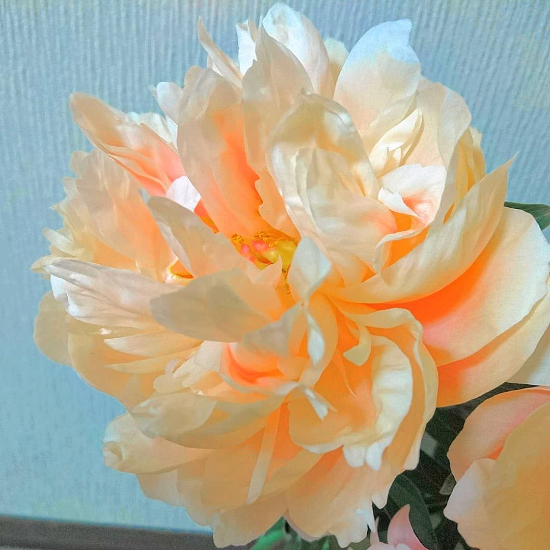 私の好きな花 花 ザ花部 フラワー 芍薬 シャクヤク ピオニー コーラルチャーム 切り花 はなふぉと はなすたぐらむ 花の写真 花の写真館 私の好きな花 花 ザ花部 フラワー 芍薬 シャクヤク ピオニー コーラルチャーム Flowers Rose Plants 私の好きな花 花 ザ花部 フラワー 芍薬 シャクヤク ピオニー コーラルチャーム 切り花 はなふぉと はなすたぐらむ 花の写真 花の写真館 私の好きな花 花 ザ花部 フラワー 芍薬 シャクヤク ピオニー コーラルチャーム Flowers Rose Plants