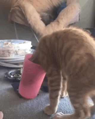Gif Why Can Not I See Anything Funny Cats Cute Animals Funny Animal Pictures Gif Why Can Not I See Anything Funny Cats Cute Animals Funny Animal Pictures