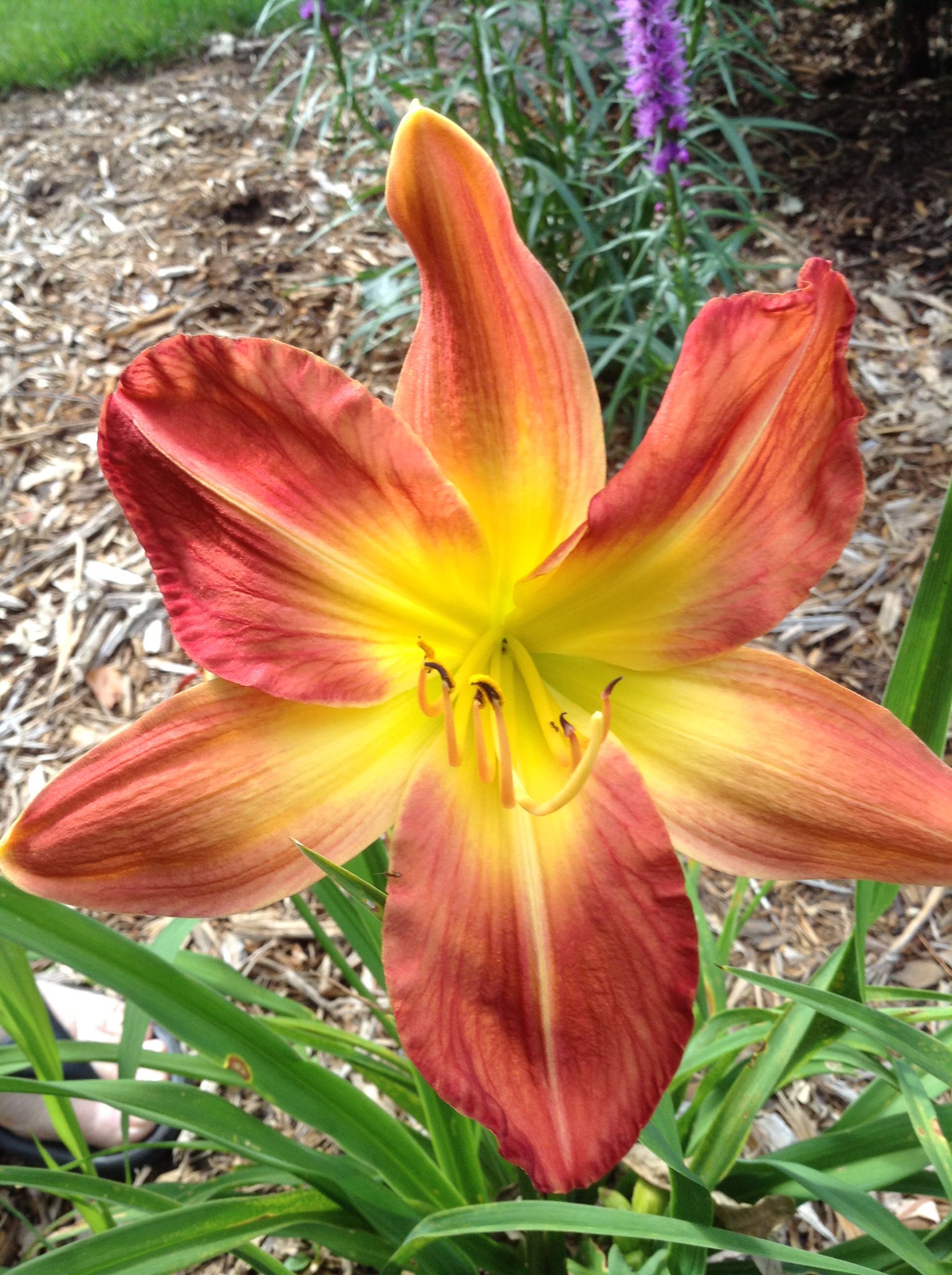 Pin on Garden My Day Lily