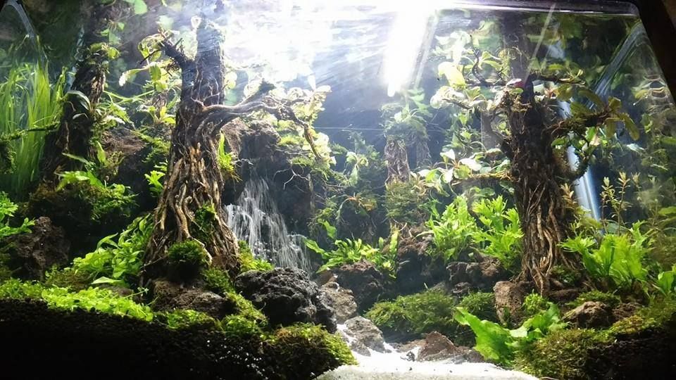 44 Aquascape Tema Natural Gratis Terbaik