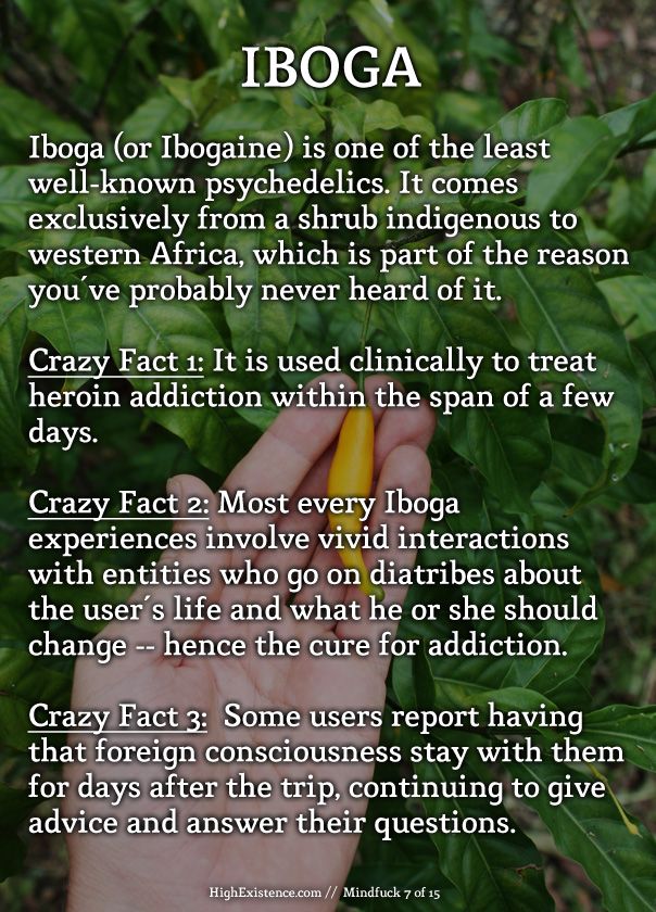 Healing Herbs, Medicinal Plants, Natural Healing, Natural Medicine, Herbal Medicine, Weird Facts, Fun Facts, Crazy Facts, Alternative Medicine