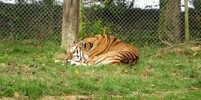 A Tiger At The Dartmoor Zoological Park Zoo Based On A Tiger At The Dartmoor Zoological Park Zoo Based On Rosemoor Wildlife In We Bought Located Devon England So Going Here Someday