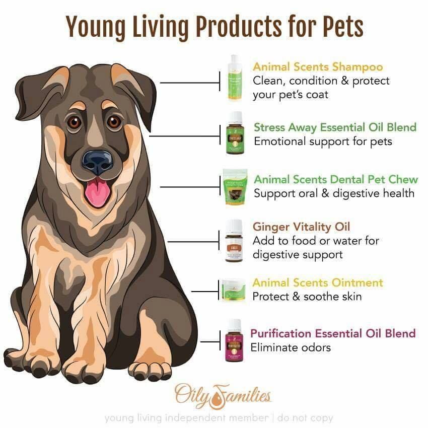Best Natural Cure For Dental Infection In Small Dog Best Natural Cure For Dental Infection In Small Dog