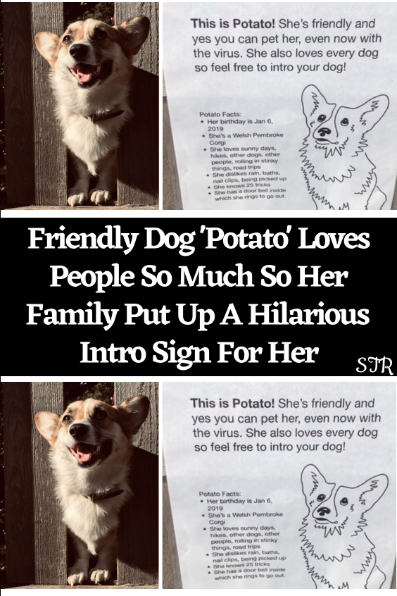 Friendly dog potato loves people so much so her family put up a